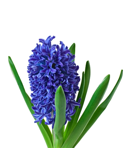 https://www.hyacinth-automotive.com/wp-content/uploads/2025/02/blue-hyacinth-isolated.webp