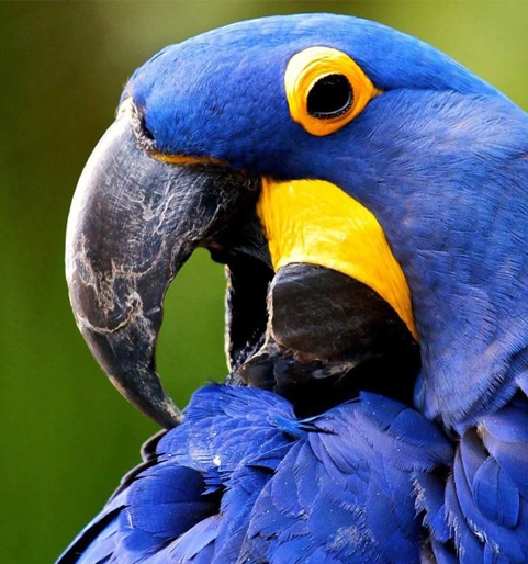 https://www.hyacinth-automotive.com/wp-content/uploads/2025/02/perroquet.webp